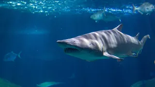 Rare footage of Sand Tiger Sharks mating at the Tennessee Aquarium!