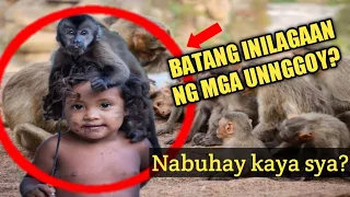 Ang Kwento Ng BABAENG pinalaki at Inalagaan ng mga unggoy *Marina Chapman Untold Story* DMS TV