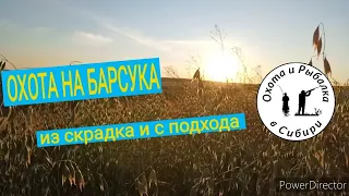 Охота на барсука из скрадка и с подхода.