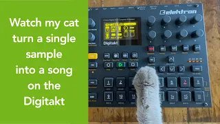 Watch my cat turn a single sample into a song on the Digitakt