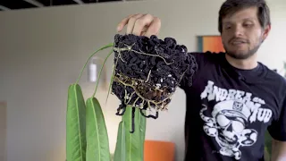 Repotting a Anthurium pallidflorum Grown in Yarn