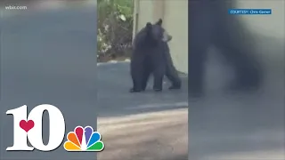 Bear breaks into van in Smokies