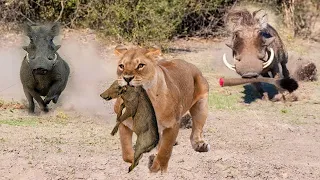 Warthog Parents Is Determined To Chase And Attack Lions To Get Their Baby Back - Leopard vs Warthog