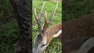 Medal Roe Buck #shorts #deer #hunting