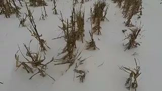 No-till 28.02.2018 г. Состояние снежного покрова  на разных культурах и по разным предшественникам