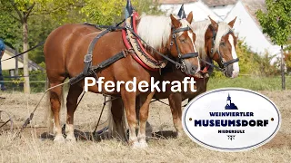 Pferdekraft im Museumsdorf Niedersulz