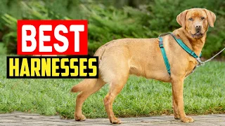 ✅Top 5 Best Harnesses for Huskies, from Pulling Pups to Escape Artists in 2024