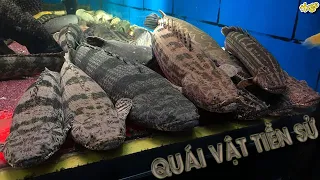 Biggest Bichirs fish aquarium in Vietnam from admin bigges Bichirs group in Vietnam