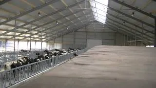 De koeien van Firma de Koningspleij verhuizen naar hun nieuwe onderkomen (Arnhem)