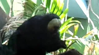 Bravo monkey eating