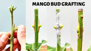 Mango Bud grafting new technique!! how to graft mango graft tree