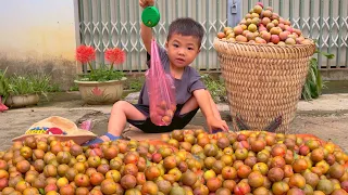 Life of a 17-Year-Old Single Mother - Harvesting plums and buying more ducks to raise - ly tu ca