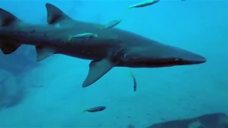Shark and Wreck Diving