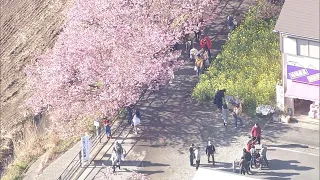 河津桜、１週間早い「見ごろ宣言」　ほぼ満開の木も