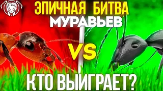 ЭПИЧНАЯ БИТВА МУРАВЬЁВ - КТО ВЫИГРАЕТ?  ТАПОК МИРА