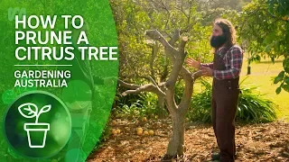 How to Prune a Citrus Tree | Citrus | Gardening Australia