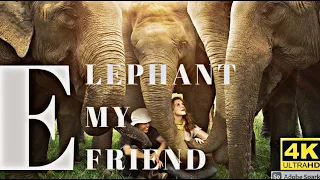 Elephant 4K Learning/E  is for elephants/Animals Planet