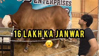 16 LAKH ka janwar 😲 aur humari Bakri ne bache die😍 | HamzaShykh