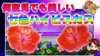 【海178連】Pスーパー海物語IN沖縄5!あまりに美しい!七色のハイビスカスを刮目せよ!!ホーリーの実戦!