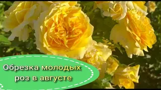 Обрезка молодых роз в августе. Питомник растений Е. Иващенко