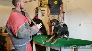 Rottweiler attack training - shieldk9dogs.com