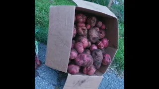 How to Grow potatoes! Yielded over 4x what I planted - 2023 Potato Harvest. ruth stout