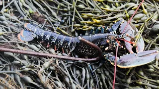 UK | Low Tide Foraging | LOBSTER GALORE.