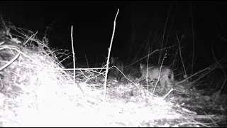 Trail Camera Animals: Big Cats Wander the Woods at Night