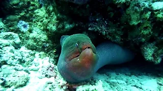 Inside a Giant Moray eel mouth