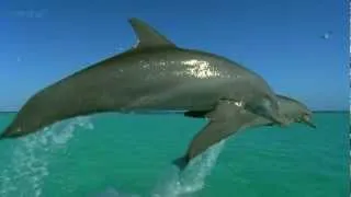 Beautiful Dolphins Jumps HQ.mp4