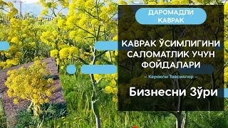 ДАРОМАДЛИ КАВРАК ЎСИМЛИГИ ВА УНИНГ САЛОМАТЛИК УЧУН ФОЙДАСИ. НИМА УЧУН КОВРАК ЖУДА ҚИММАТ???