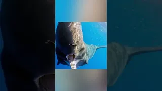 Voici ce qui se passe si vous êtes avalé par une Baleine