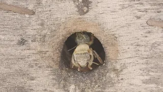 Miel virgen de abejas nativas de Cuetzalan, Puebla