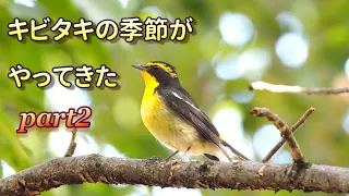 キビタキの季節がやってきた part2  #野鳥