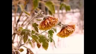 Український романс Олександр Білаш Забіліли сніги