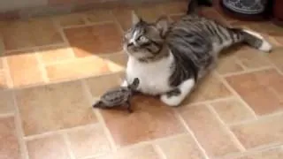 Cat and turtle / Кот и черепаха