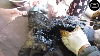 Thrilling Rescue Of 3 Dogs Stuck In Frozen Tar| Rescue Animals Official-ARO