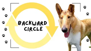 How to Teach Your Dog to Circle Around You Backwards | Dog Orbit Trick
