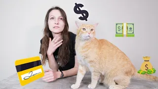 New Cat Essentials (Budget Edition): Everything You Need Under $106