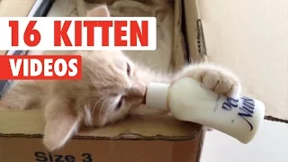 16 Funny Kittens | Cute Cat Video Compilation 2017