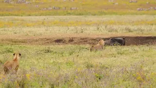 Ngorongoro Crater, Tanzania  Lion Chase - June 2022