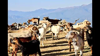 Γίδια, Άλογα, Πρόβατα , Ζωή στο  χωριό - Goats , Sheep, Wild Horses free on mountains