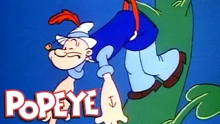 Popeye E O Pé De Feijão | Todos Os Novos Popeye | Compilação De Episódios
