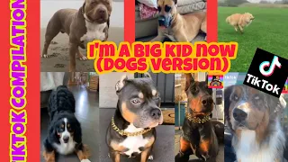 I'm  a big kid now  Challenge Tiktok Compilation (Dogs Version)