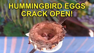 Watch Mother Hummingbird Hatch Eggs and Feed Her Chicks