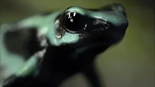 This Frog's Poison Can Kill 10 Men
