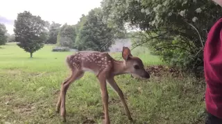 Friendly Wild Deer Fawn