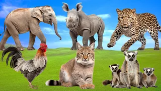 Amazing Sounds of Familiar Animals Around Us: Elephant, Lemurs, Cheetah, Cougar,... - Animal Moments