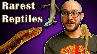 5 GREAT Pet Reptiles You've Never Heard Of