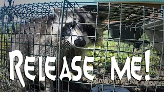 RACCOON Caught BY MISTAKE Released From HAVAHART Trap